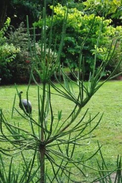 Snake Branch Japanese Cedar - Cryptomeria Japonica 'Araucarioides' - 1 Gallon Pot 11 Snake Branch Japanese Cedar - Cryptomeria Japonica 'Araucarioides' - 1 Gallon Pot -Garden Sales Store Cryptomeria Snake Branch 15