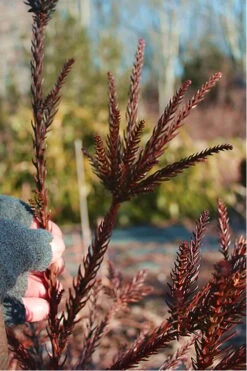 Snake Branch Japanese Cedar - Cryptomeria Japonica 'Araucarioides' - 1 Gallon Pot 14 Snake Branch Japanese Cedar - Cryptomeria Japonica 'Araucarioides' - 1 Gallon Pot -Garden Sales Store Cryptomeria Snake Branch 16