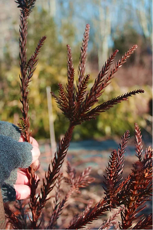 Snake Branch Japanese Cedar - Cryptomeria Japonica 'Araucarioides' - 1 Gallon Pot 7 Snake Branch Japanese Cedar - Cryptomeria Japonica 'Araucarioides' - 1 Gallon Pot - Image 7