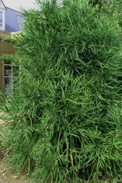 Snake Branch Japanese Cedar - Cryptomeria Japonica 'Araucarioides' - 1 Gallon Pot 13 Snake Branch Japanese Cedar - Cryptomeria Japonica 'Araucarioides' - 1 Gallon Pot -Garden Sales Store Cryptomeria Snake Branch 2