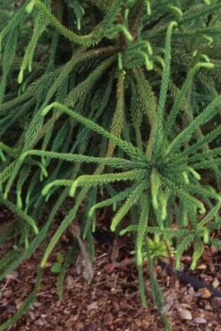 Snake Branch Japanese Cedar - Cryptomeria Japonica 'Araucarioides' - 1 Gallon Pot 15 Snake Branch Japanese Cedar - Cryptomeria Japonica 'Araucarioides' - 1 Gallon Pot -Garden Sales Store Cryptomeria Snake Branch 3