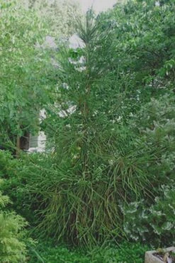 Snake Branch Japanese Cedar - Cryptomeria Japonica 'Araucarioides' - 1 Gallon Pot 12 Snake Branch Japanese Cedar - Cryptomeria Japonica 'Araucarioides' - 1 Gallon Pot -Garden Sales Store Cryptomeria Snake Branch 7