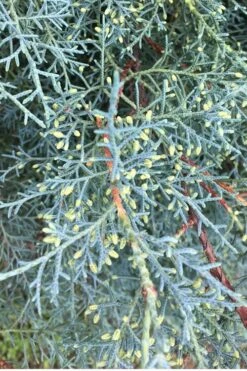 Carolina Sapphire Arizona Cypress - 7 Gallon Pot (5-6') -Garden Sales Store Cypress Carolina Sapphire 23