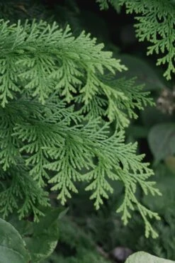 Southern Lace Hinoki Cypress - 7 Gallon Pot (3-4') -Garden Sales Store Cypress Hinoki Southern Lace 13 1