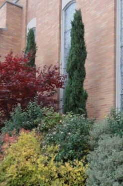 Italian Cypress - 7 Gallon Pot (3-4') -Garden Sales Store Cypress Italian 10 1