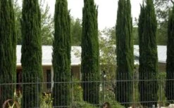 Italian Cypress - 7 Gallon Pot (3-4') -Garden Sales Store Cypress Italian 3 1
