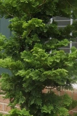 Slender Hinoki Cypress - 1 Gallon Pot -Garden Sales Store Cypress Slender Hinoki 19