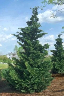 Slender Hinoki Cypress - 1 Gallon Pot -Garden Sales Store Cypress Slender Hinoki Rev 500x750 1