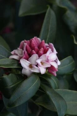 Zuiko Nishiki Winter Daphne Odora - 2 Gallon Pot -Garden Sales Store Daphne Odora Zuiko Nishiki 6