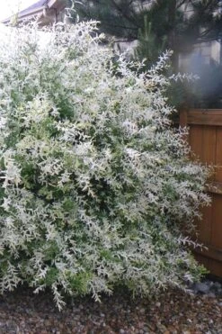Variegated Dappled Willow Bush - Salix Integra 'Hakuro Nishiki' - 2 Gallon Pot