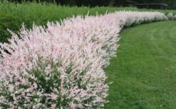 Variegated Dappled Willow Bush - Salix Integra 'Hakuro Nishiki' - 2 Gallon Pot 10 Variegated Dappled Willow Bush - Salix Integra 'Hakuro Nishiki' - 2 Gallon Pot -Garden Sales Store Dappled Willow Variegated Shrub 5