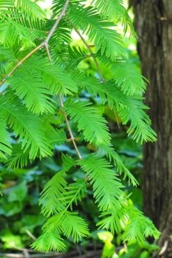 Dawn Redwood Tree (Metasequoia Glyptostroboides) - 3 Gallon Pot -Garden Sales Store Dawn Redwood 2