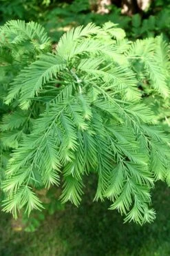 Dawn Redwood Tree (Metasequoia Glyptostroboides) - 3 Gallon Pot -Garden Sales Store Dawn Redwood 3