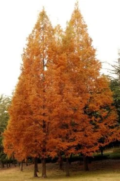 Dawn Redwood Tree (Metasequoia Glyptostroboides) - 3 Gallon Pot -Garden Sales Store Dawn Redwood 4