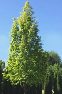 Dawn Redwood Tree (Metasequoia Glyptostroboides) - 3 Gallon Pot -Garden Sales Store Dawn Redwood 5