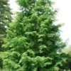 Dawn Redwood Tree (Metasequoia Glyptostroboides) - 3 Gallon Pot