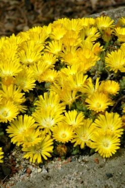 Banana Blast Yellow Ice Plant (Delosperma) - 5 Pack Of Pint Pots -Garden Sales Store Delosperma Hot Cakes Banana Blast 2