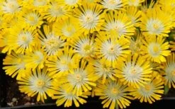 Banana Blast Yellow Ice Plant (Delosperma) - 5 Pack Of Pint Pots -Garden Sales Store Delosperma Hot Cakes Banana Blast 3