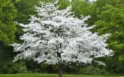 Jean's Appalachian Snow White Dogwood Tree - 7 Gallon Pot (5-6') 11 Jean's Appalachian Snow White Dogwood Tree - 7 Gallon Pot (5-6') -Garden Sales Store Dogwood Cherokee Princess 50