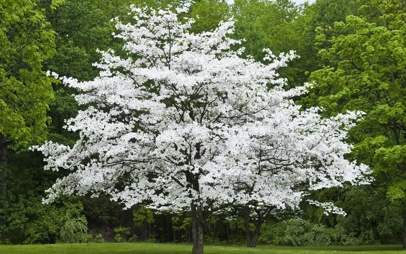 Jean's Appalachian Snow White Dogwood Tree - 7 Gallon Pot (5-6') 5 Jean's Appalachian Snow White Dogwood Tree - 7 Gallon Pot (5-6') - Image 5