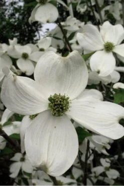 Jean's Appalachian Snow White Dogwood Tree - 7 Gallon Pot (5-6') 12 Jean's Appalachian Snow White Dogwood Tree - 7 Gallon Pot (5-6') -Garden Sales Store Dogwood Cherokee Princess 500x750 1