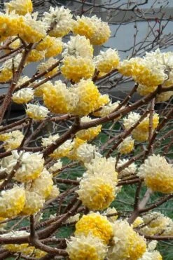 Winter Gold Edgeworthia Chrysantha (Paper Bush) - 1 Gallon Pot -Garden Sales Store Edgeworthia 4 500x700 1