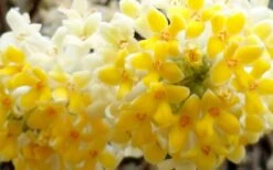 Winter Gold Edgeworthia Chrysantha (Paper Bush) - 1 Gallon Pot -Garden Sales Store Edgeworthia Flower Closeup