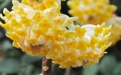 Winter Gold Edgeworthia Chrysantha (Paper Bush) - 1 Gallon Pot -Garden Sales Store Edgeworthia Paper Bush