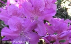 Autumn Lilac Encore Azalea - 1 Gallon Pot -Garden Sales Store Encore Azalea Autumn Lilac 7