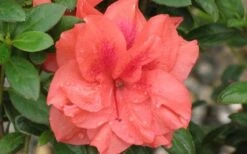 Autumn Monarch Encore Azalea - 1 Gallon Pot 7 Autumn Monarch Encore Azalea - 1 Gallon Pot -Garden Sales Store Encore Azalea Autumn Monarch 4 50 1