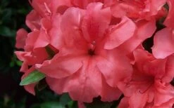 Autumn Princess Encore Azalea - 1 Gallon Pot -Garden Sales Store Encore Azalea Autumn Princess