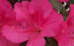 Autumn Sangria Encore Azalea - 2 Gallon Pot -Garden Sales Store Encore Azalea Autumn Sangria 5