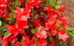 Autumn Sunset Encore Azalea - 2 Gallon Pot -Garden Sales Store Encore Azalea Autumn Sunset 5