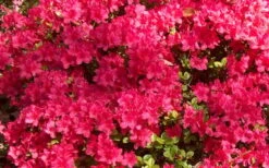 Autumn Cheer Encore Azalea - 1 Gallon Pot -Garden Sales Store Encore Azalea Cheer 1