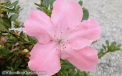 Autumn Debutante Encore Azalea - 1 Gallon -Garden Sales Store Encore Azalea Debutante 3 50
