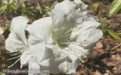 Autumn Moonlight Encore Azalea - 6 Pack Of 1 Gallon Pots -Garden Sales Store Encore Azalea Moonlight 5