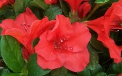 Autumn Sunset Encore Azalea - 2 Gallon Pot -Garden Sales Store Encore Azalea Sunset 1
