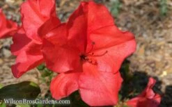 Autumn Sunset Encore Azalea - 2 Gallon Pot -Garden Sales Store Encore Azalea Sunset 5