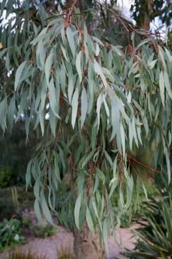 Angus Cold Hardy Eucalyptus Tree (Eucalyptus Nicholii) - 1 Gallon Pot -Garden Sales Store Eucalyptus Angus 15