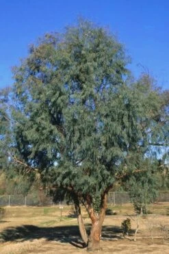 Angus Cold Hardy Eucalyptus Tree (Eucalyptus Nicholii) - 1 Gallon Pot -Garden Sales Store Eucalyptus Angus 17