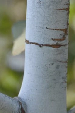 Bluey Cold Hardy Eucalyptus Tree (Eucalyptus Pulverulenta) - 3 Gallon Pot -Garden Sales Store Eucalyptus Bluey 1