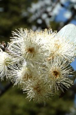 Bluey Cold Hardy Eucalyptus Tree (Eucalyptus Pulverulenta) - 3 Gallon Pot -Garden Sales Store Eucalyptus Bluey 6