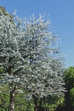 Bluey Cold Hardy Eucalyptus Tree (Eucalyptus Pulverulenta) - 3 Gallon Pot -Garden Sales Store Eucalyptus Bluey 7