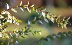 Funky Monkey Cold Hardy Eucalyptus Tree (Eucalyptus Parvula) - 2 Gallon Pot -Garden Sales Store Eucalyptus Funky Monkey Leaves