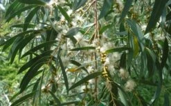 Funky Monkey Cold Hardy Eucalyptus Tree (Eucalyptus Parvula) - 2 Gallon Pot -Garden Sales Store Eucalyptus Funky Monkey Leaves Mature