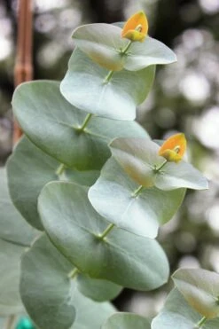 Luna Cold Hardy Eucalyptus Tree (Eucalyptus Perriniana) - 2 Gallon Pot -Garden Sales Store Eucalyptus Luna 1