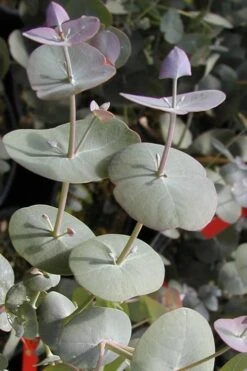Luna Cold Hardy Eucalyptus Tree (Eucalyptus Perriniana) - 2 Gallon Pot -Garden Sales Store Eucalyptus Luna 13