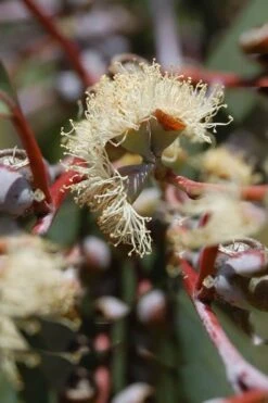Luna Cold Hardy Eucalyptus Tree (Eucalyptus Perriniana) - 2 Gallon Pot -Garden Sales Store Eucalyptus Luna 6