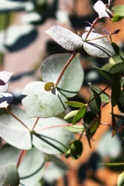 Maggie Cold Hardy Eucalyptus Tree (Eucalyptus Nova Anglica) - 3 Quart Pot -Garden Sales Store Eucalyptus Maggie 10