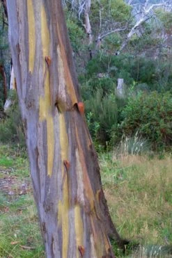 Sheila Cold Hardy Eucalyptus Tree (Eucalyptus Stellulata) - 6 Pack Of 1 Gallon Pots -Garden Sales Store Eucalyptus Sheila 10